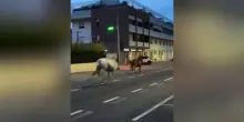 La "notte di libertà" nelle strade di Alba per nove cavalli fuggiti da un maneggio