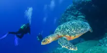Seychelles, tre mesi con le tartarughe