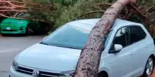 Temporali in Romagna, raffiche di vento oltre i 100 km/h: alberi caduti a Milano Marittima