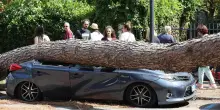 La strage dei pini marittimi sulla Riviera romagnola