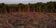 Lo studio di Nature: “La deforestazione ha ucciso mezzo milione di persone in vent’anni”