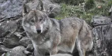 La faida del lupo, in Trentino iniziano gli abbattimenti ma scoppiano le polemiche