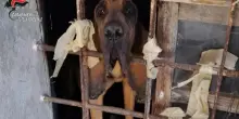 Cani e gatti denutriti e tra gli escrementi. Il blitz dei carabinieri a Coazze