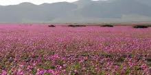 Cile, nel deserto di Atacama spunta una incredibile distesa di fiori
