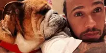 Quell’amore puro tra Lewis Hamilton e il suo cane Roscoe