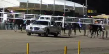 Incidente all’Ippodromo di Bologna, spettatore colpito dal veicolo che accompagna i cavalli: gravissimo in Rianimazione