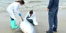 Delfino morto sull’arenile. Lingua gonfia e ferite