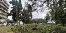 "Quale mattanza, gli alberi saranno ripiantati"