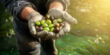 Olio, passeggiate e vino: tre appuntamenti in provincia di Bologna