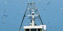 Finito il pesce azzurro. Il Cnr: "Le cause sono il mare troppo caldo e le specie aliene"