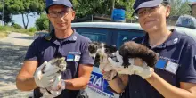 Salvati tre gattini abbandonati e un cane