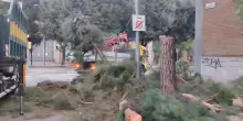 Pino di via Don Minzoni. L’albero è stato abbattuto. Scontro comitati-Comune