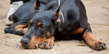 Cane ridotto pelle e ossa nel bagagliaio: proprietario denunciato