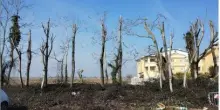 Abbattimento degli alberi, diffida degli ambientalisti al Comune di Baricella