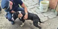 Cane maltrattato e chiuso in gabbia: padrone denunciato