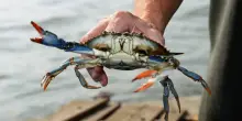 Ora c’è la farina di granchio blu