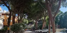 Otto pini da abbattere in viale Corridoni