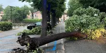 Pioggia e vento forte. Diversi alberi abbattuti . Qualche danno sulla costa