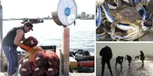 “Manca ossigeno in mare, moria di vongole”. Di notte in spiaggia, mercato nero dei granchi