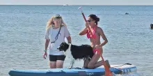 Quattro zampe al mare. Torna "Abbaia Flaminia"