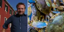Colonie di granchi blu su alcune spiagge dell’Emilia-Romagna, cosa sta succedendo? Risponde l’esperto