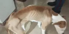Cane abbandonato e mezzo morto salvato dalla Polizia municipale