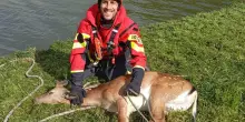 Daino salvato dall’annegamento. I pompieri in azione con le corde