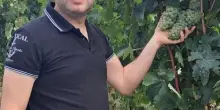 La vendemmia nel vivo: "È un’ottima annata, ma i consumi sono in calo"