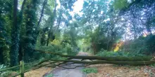 Gli effetti del nubifragio. Raffica di alberi crollati. Più di 120 gli interventi