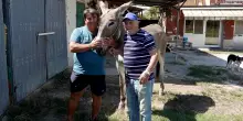Agricoltore attaccato dai lupi: “Ho difeso il bestiame e mi hanno inseguito fino a casa”