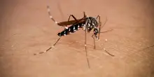 Dengue a Bologna, disinfestazione al via: ecco dove