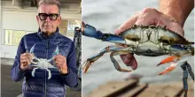 Il granchio blu diventa cibo per gatti. “Così si apre un mondo”