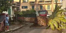 Nubifragio, grossa palma si abbatte su un’auto