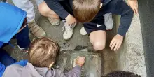 ’Spolverare la memoria’. Gli studenti puliscono le pietre d’inciampo