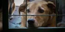 Zoomafia, nel 2024 record di maltrattamenti di animali in Provincia