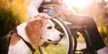Cani e gatti nelle case di riposo, via libera dell’Emilia Romagna alle visite