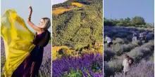 Campi di lavanda in Emilia Romagna: dove ammirare la fioritura viola