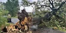 Violento temporale. Vento e grandine . Alberi caduti, blackout, e strade bloccate