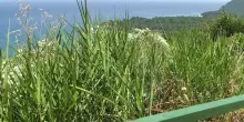 Portonovo, luci e ombre. Il belvedere è una savana: "I lavori sono in ritardo"