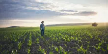 Truffa all’Unione Europea, 4 imprenditori agricoli condannati: confiscati beni per quasi 5 milioni