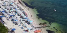 Alga tossica ad Ancona, ancora divieto di balneazione al Passetto. Via libera a Pietralacroce
