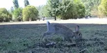 Animali sotto tutela nel parco: "Il benessere la nostra missione"