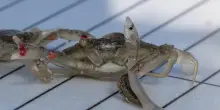 Il giovane granchio blu che non lascia l’anguilla. Con la preda nella rete: la foto