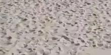 "Questa non è una spiaggia per disabili"