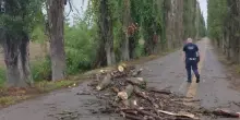 Alberi di viale Po, questa sera l’incontro pubblico
