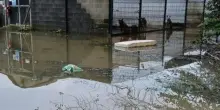Canile e gattile di via Felesino: "Dopo l’alluvione nulla è cambiato"