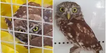 Civetta ferita salvata dalla polizia locale: presto potrà tornare nel suo habitat naturale
