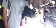 Sfugge al proprietario, aquila recuperata