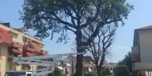 Due querce secolari non ci sono più