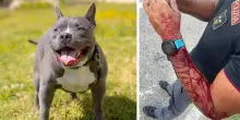 Aggredito da un pitbull. Lite tra madre e figlio in casa: paura e sangue per un poliziotto